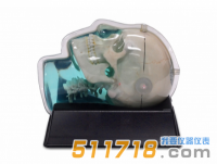 美國CIRS 603A頭部體模