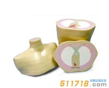 美國(guó)CIRS 600 3D軀干模體